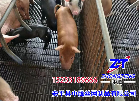 养猪轧花网 养猪轧花网